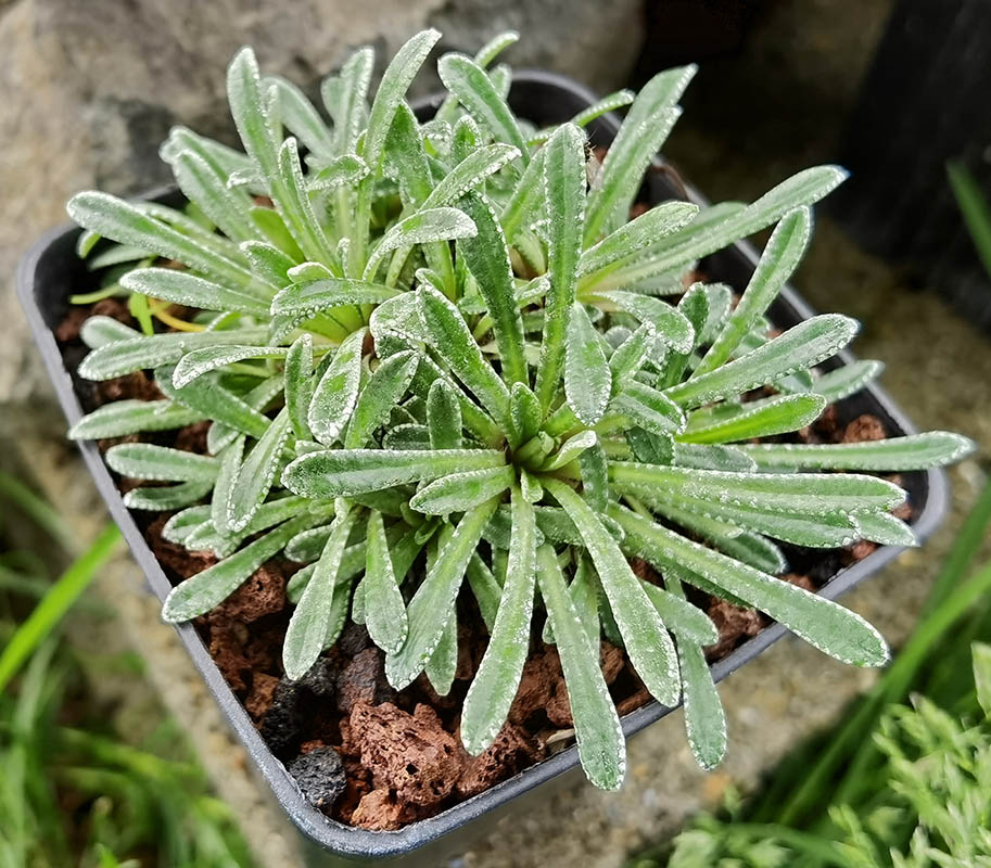 Saxifraga crustata